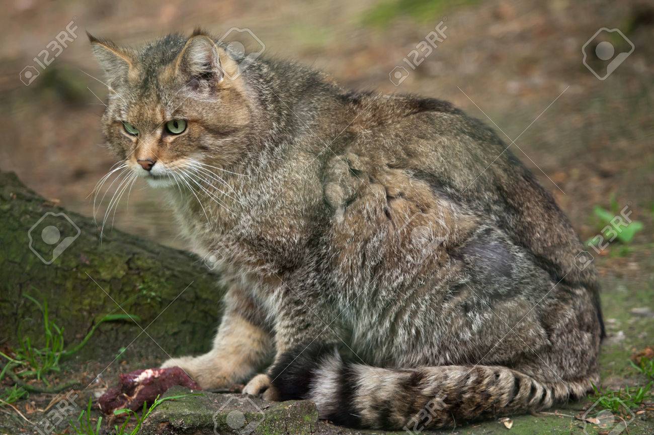 ヨーロッパ山猫 | ヨーロッパやまねこ ヨーロッパヤマネコ
